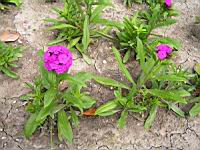 Dianthus barbatus 'Noverna Purple' (2) (Photo F. Mrugala)